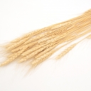 Пшеница   (25шт)