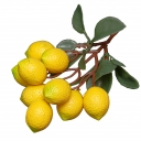 Лимон на ветке
